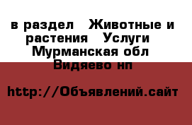  в раздел : Животные и растения » Услуги . Мурманская обл.,Видяево нп